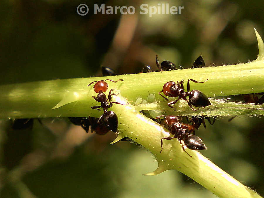 Formiche testa rossa, Crematogaster scutellaris ?